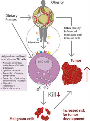 Obesity-Associated Alterations of Natural Killer Cells and Immunosurveillance of Cancer